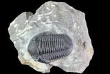 Large, Gerastos Trilobite Fossil - Well Prepared #86393-1